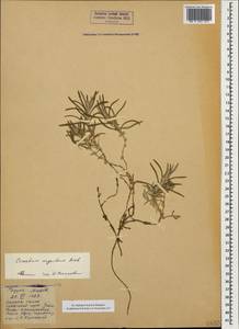 Cerastium argenteum M. Bieb., Caucasus, Georgia (K4) (Georgia)