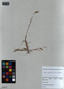 Setaria pumila (Poir.) Roem. & Schult., Siberia, Altai & Sayany Mountains (S2) (Russia)