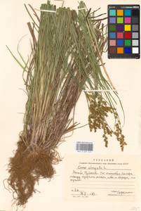 Carex elongata L., Eastern Europe, Moscow region (E4a) (Russia)
