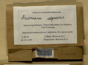 Andreaea alpestris (Thed.) Schimp., Bryophytes, Bryophytes - Chukotka & Kamchatka (B21) (Russia)