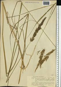 Calamagrostis arundinacea (L.) Roth, Eastern Europe, Estonia (E2c) (Estonia)