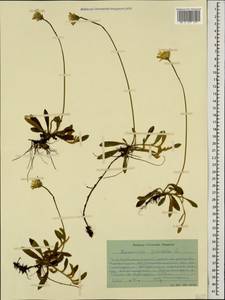 Pilosella officinarum Vaill., Caucasus, Stavropol Krai, Karachay-Cherkessia & Kabardino-Balkaria (K1b) (Russia)