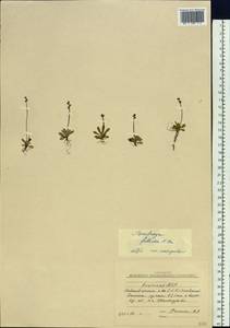Micranthes foliolosa (R. Br.) Gornall, Siberia, Yakutia (S5) (Russia)