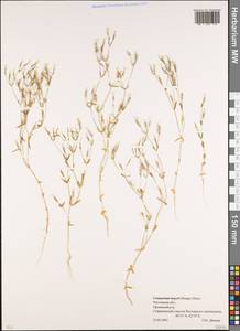 Centaurium pulchellum var. meyeri (Bunge) Omer, Eastern Europe, Rostov Oblast (E12a) (Russia)