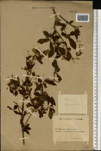 Euonymus europaeus L., Eastern Europe, Rostov Oblast (E12a) (Russia)