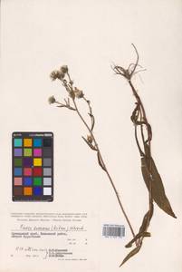 Picris japonica subsp. japonica, Siberia, Russian Far East (S6) (Russia)