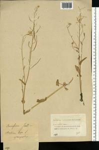 Brassica rapa subsp. oleifera (DC.) Metzg., Eastern Europe, Volga-Kama region (E7) (Russia)