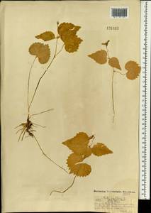 Viola uniflora L., Mongolia (MONG) (Mongolia)