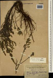 Artemisia taurica Willd., Crimea (KRYM) (Russia)