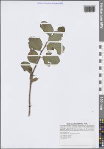 Spiraea betulifolia Pall., Siberia, Russian Far East (S6) (Russia)