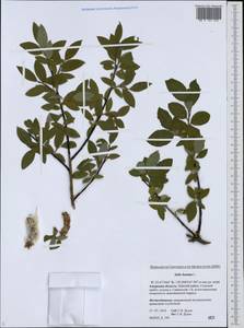 Salix hastata L., Siberia, Russian Far East (S6) (Russia)