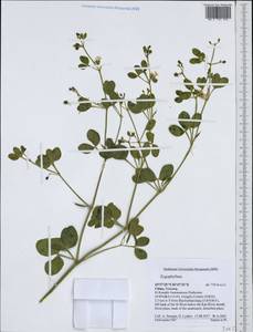 Zygophyllum, South Asia, South Asia (Asia outside ex-Soviet states and Mongolia) (ASIA) (China)