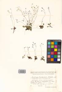 Micranthes brachypetala (Malyschev) Tkach, Siberia, Russian Far East (S6) (Russia)