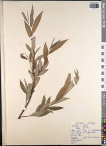 Salix alba L., Eastern Europe, Central region (E4) (Russia)