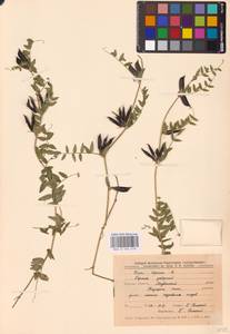 Vicia sepium L., Eastern Europe, Central forest-and-steppe region (E6) (Russia)