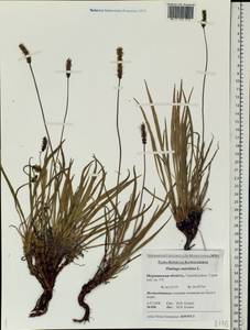 Plantago maritima L., Eastern Europe, Northern region (E1) (Russia)