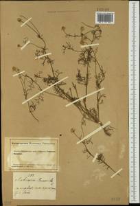 Matricaria chamomilla L., Siberia, Altai & Sayany Mountains (S2) (Russia)