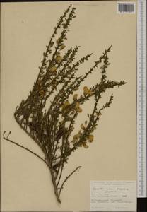 Cytisus scoparius (L.)Link, Western Europe (EUR) (United Kingdom)