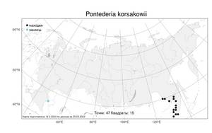 Pontederia korsakowii (Regel & Maack) M.Pell. & C.N.Horn, Atlas of the Russian Flora (FLORUS) (Russia)