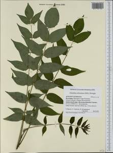 Ailanthus altissima (Miller) Swingle, Western Europe (EUR) (Bulgaria)