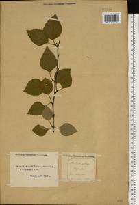 Betula pubescens Ehrh., Eastern Europe, Northern region (E1) (Russia)