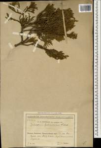 Juniperus foetidissima Willd., Caucasus, Black Sea Shore (from Novorossiysk to Adler) (K3) (Russia)