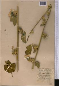 Alcea nudiflora (Lindl.) Boiss., Middle Asia, Western Tian Shan & Karatau (M3) (Kyrgyzstan)