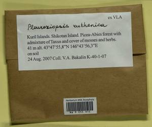 Pleuroziopsis ruthenica (Weinm.) Kindb. ex E. Britton, Bryophytes, Bryophytes - Russian Far East (excl. Chukotka & Kamchatka) (B20) (Russia)