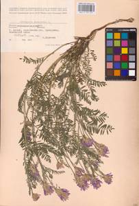 Astragalus onobrychis L., Eastern Europe, North Ukrainian region (E11) (Ukraine)