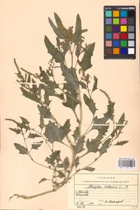 Atriplex tatarica L., Eastern Europe, Moscow region (E4a) (Russia)