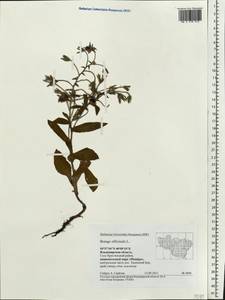 Borago officinalis L., Eastern Europe, Central region (E4) (Russia)