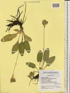 Primula veris, Eastern Europe, Central forest-and-steppe region (E6) (Russia)