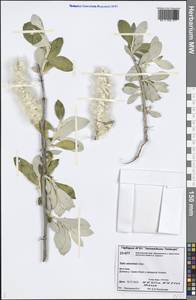 Salix alaxensis (Andersson) Coville, Siberia, Central Siberia (S3) (Russia)