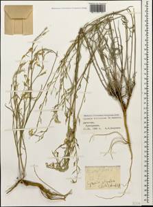 Erysimum siliculosum (M. Bieb.) DC., Caucasus, Dagestan (K2) (Russia)