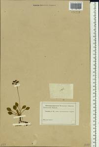 Micranthes melaleuca (Fischer) Losinsk., Siberia, Altai & Sayany Mountains (S2) (Russia)