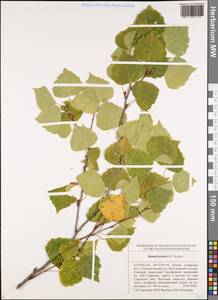 Betula pubescens subsp. pubescens, Eastern Europe, Middle Volga region (E8) (Russia)