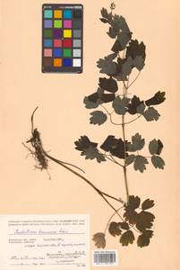 Thalictrum minus subsp. elatum (Jacq.) Stoj. & Stef., Siberia, Chukotka & Kamchatka (S7) (Russia)