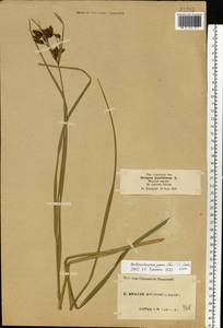 Bolboschoenus yagara (Ohwi) Y.C.Yang & M.Zhan, Eastern Europe, Moscow region (E4a) (Russia)