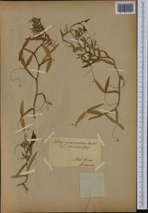 Lathyrus clymenum L., Western Europe (EUR) (Not classified)