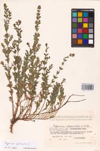 Hypericum perforatum L., Eastern Europe, Lower Volga region (E9) (Russia)