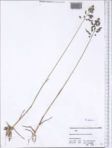 Poa pratensis L., Siberia, Baikal & Transbaikal region (S4) (Russia)