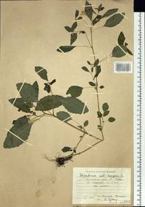 Impatiens noli-tangere L., Siberia, Russian Far East (S6) (Russia)