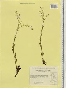 Eritrichium jacuticum Popov, Siberia, Russian Far East (S6) (Russia)