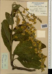 Verbascum wilhelmsianum C. Koch, Caucasus, South Ossetia (K4b) (South Ossetia)