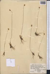 Allium tenuicaule Regel, Middle Asia, Pamir & Pamiro-Alai (M2) (Tajikistan)