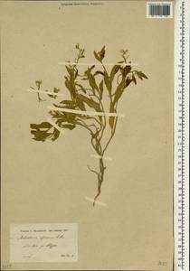 Strigosella africana (L.) Botsch., South Asia, South Asia (Asia outside ex-Soviet states and Mongolia) (ASIA) (Syria)