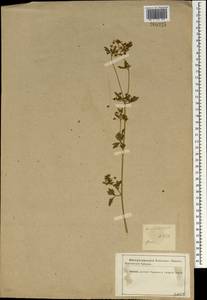 Apium graveolens L., South Asia, South Asia (Asia outside ex-Soviet states and Mongolia) (ASIA) (Iran)