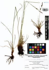 Carex erawinensis Korotky, Siberia, Baikal & Transbaikal region (S4) (Russia)