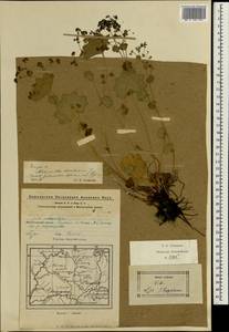 Alchemilla decalvans Juz., Eastern Europe, Eastern region (E10) (Russia)