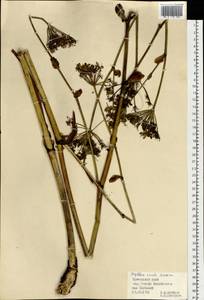 Angelica cincta H. Boissieu, Siberia, Russian Far East (S6) (Russia)